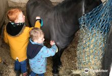 Two Oaks Pony Sanctuary景点图片