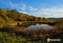 Tanglewood Nature Center & Museum景点图片