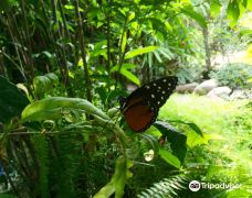 The Tropic of butterfly-埃尔讷