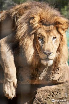 死水潭考拉和野生动物公园-Sancrox