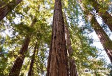 Redwood Nature trail景点图片
