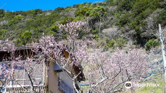 紀州石神田辺梅林