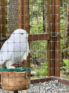 Alaska Raptor Center-锡特卡