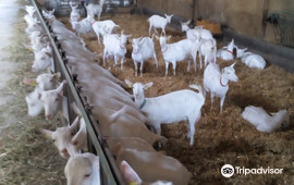 La Chevre du Vrizon Earl