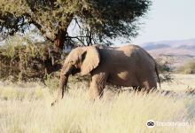 Dessert Elephants Conservation - Kunene Region景点图片