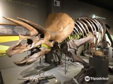 布法罗科学博物馆-布法罗