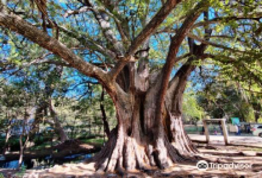 Arbol Milenario景点图片
