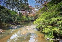 Osun-Osogbo Sacred Grove景点图片