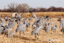 Ladd S. Gordon Waterfowl Complex - Bernardo景点图片