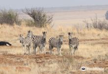 Willem Pretorius Game Reserve景点图片
