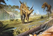 Museo Paleontologico de Alpuente景点图片