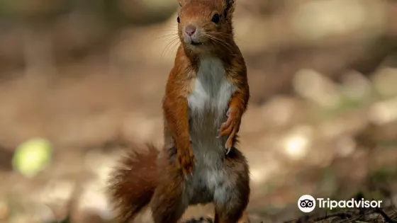 Freshfield Squirrel Reserve
