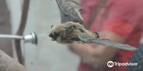 Fledermausausstellung