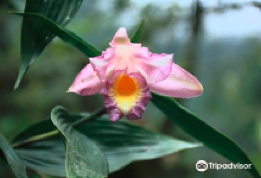 El Pahuma Orchid Reserve景点图片