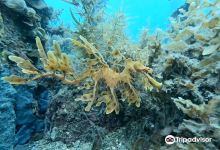 Diving Adelaide购物图片