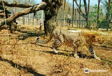 Chipangali Wildlife Orphanage and Research Centre景点图片