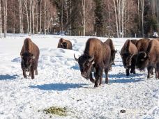 Large Animal Research Station-科利奇