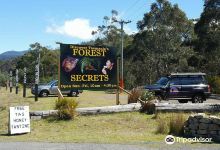 Forest Secrets景点图片