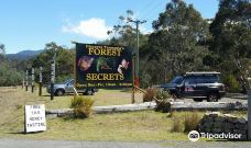 Forest Secrets-National Park