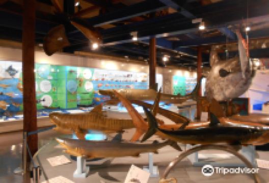 Umi to Kurashi no Shiryokan景点图片