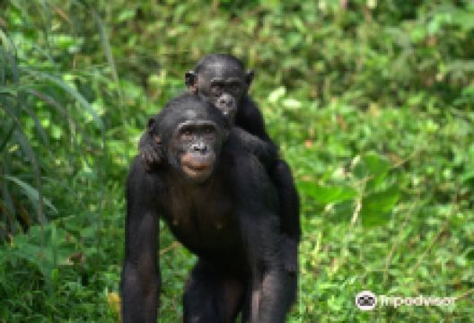 Lola ya Bonobo景点图片