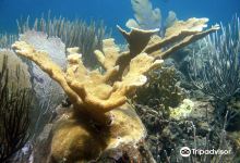 Isla Nena Scuba购物图片