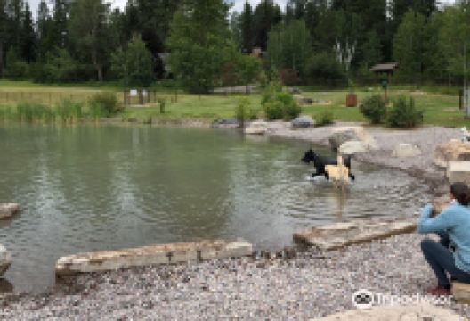 Hugh Rogers Wag Park景点图片