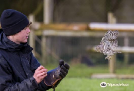 Gauntlet Birds of Prey景点图片