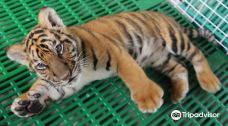 Damnoen Saduak Tiger Zoo-丹嫩沙多