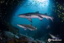 Fish Rock Dive Centre购物图片