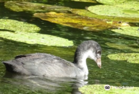 Hoornseplas景点图片