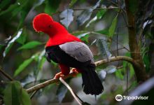 Gallito de Roca Preserve景点图片