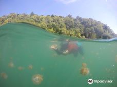 Sting-less Jellyfish Lake-马拉图阿岛