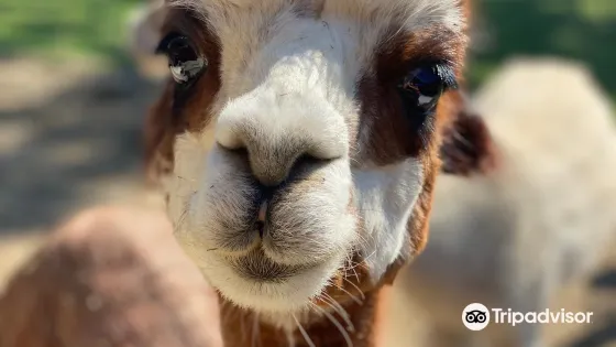 Cape Newagen Alpaca Farm
