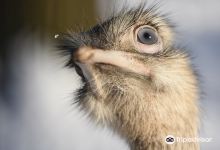 Amerika Tierpark景点图片