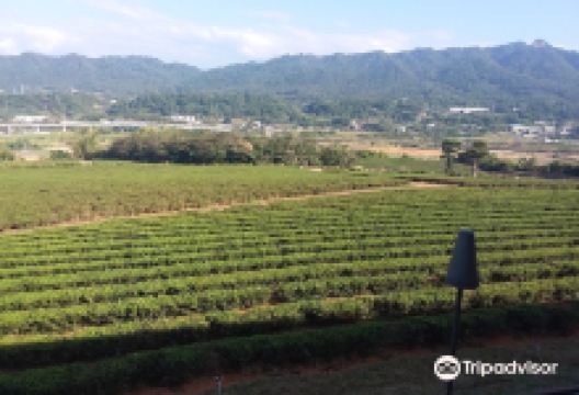 台湾农林铜锣茶厂景点图片