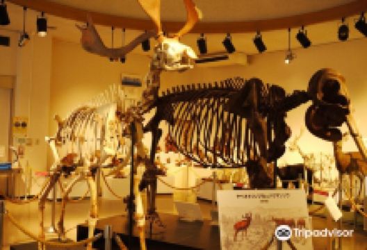 佐野市葛生化石館景点图片