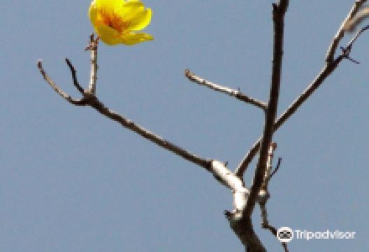 Jardin Botanico Universidad del Mar campus景点图片
