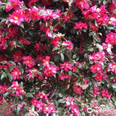 为美里山茶树群-西归浦市