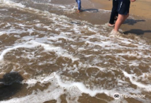 Our Turtle Conservation Project景点图片