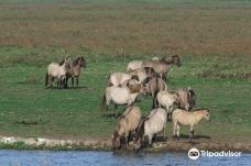 Oostvaardersplassen-阿尔梅勒