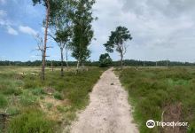 Rucphense Forests景点图片