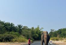 Wassana Elephant Camp景点图片