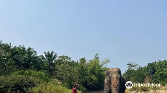 Wassana Elephant Camp