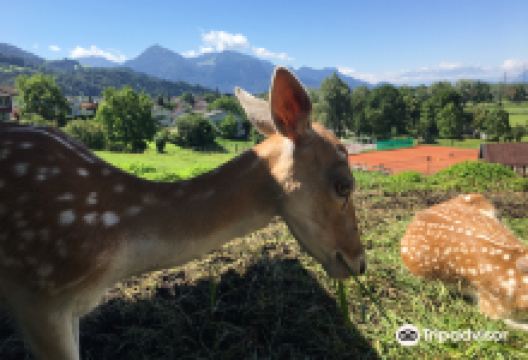Doppelmayer Zoo景点图片