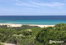 Lido Dog Beach景点图片