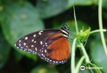 蝴蝶自然保护区景点图片