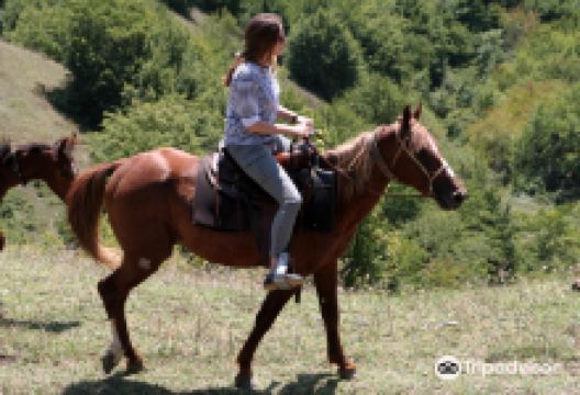 Living Roots Horse Ranch景点图片