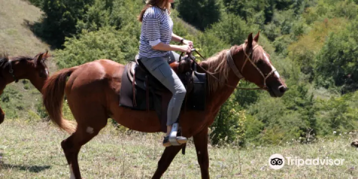 Living Roots Horse Ranch