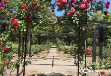 Rose Garden in Avery Park景点图片